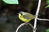 Kentucky Warbler